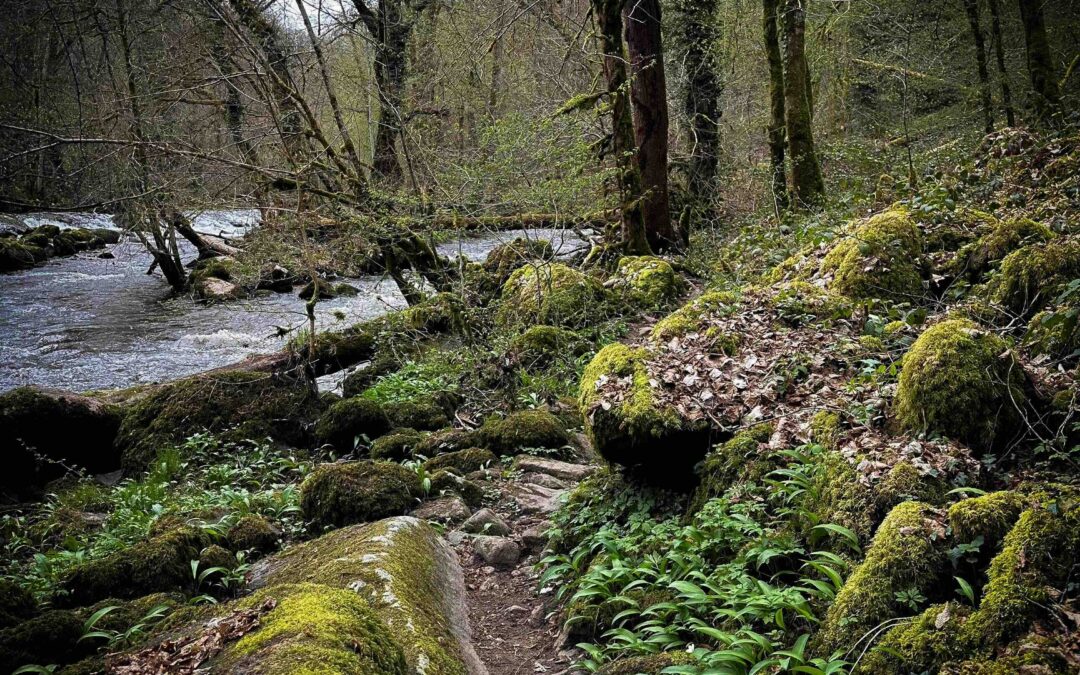 L’Or Vert d’Avallon : L’Ail des Ours