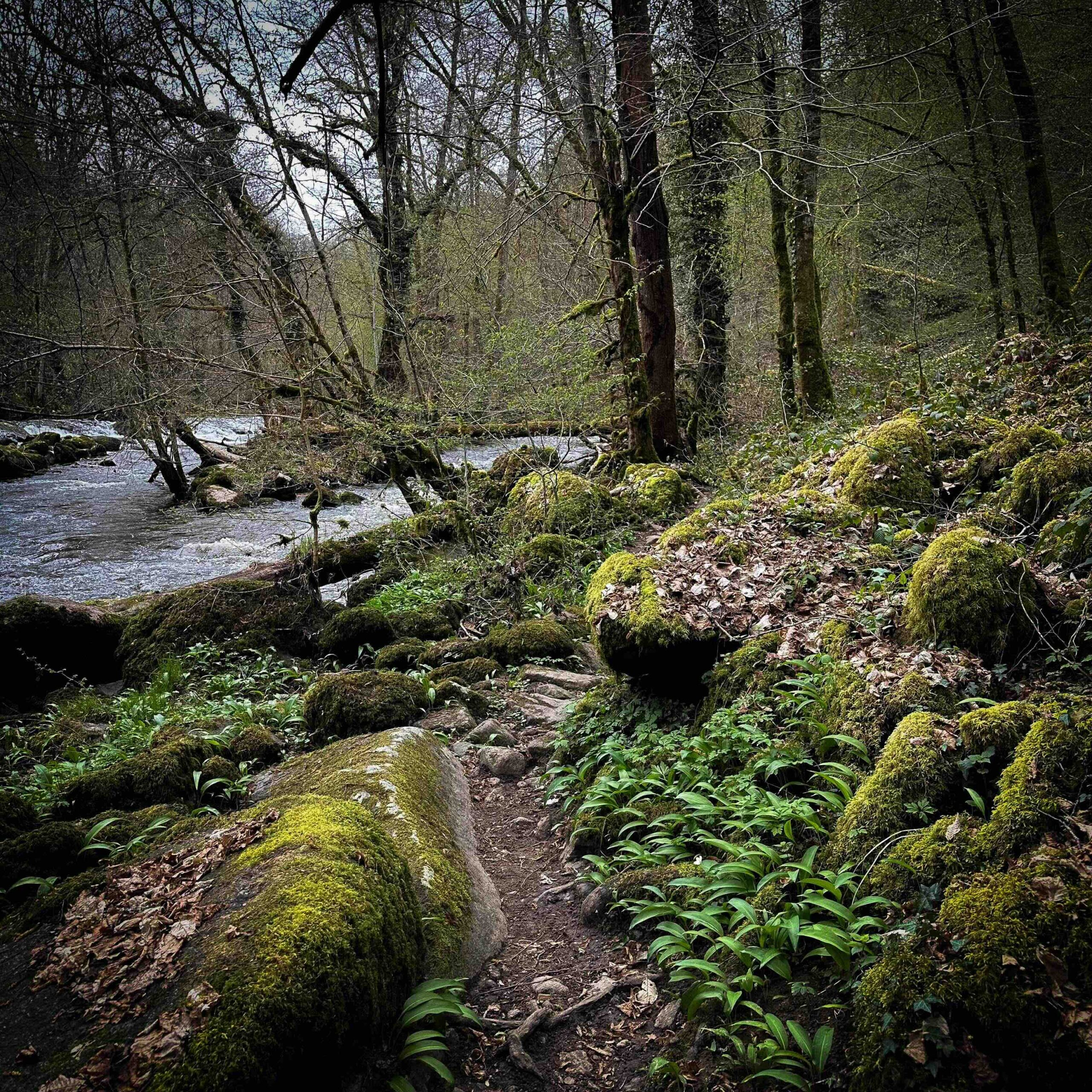 Sous bois d'Avallon et ail des ours