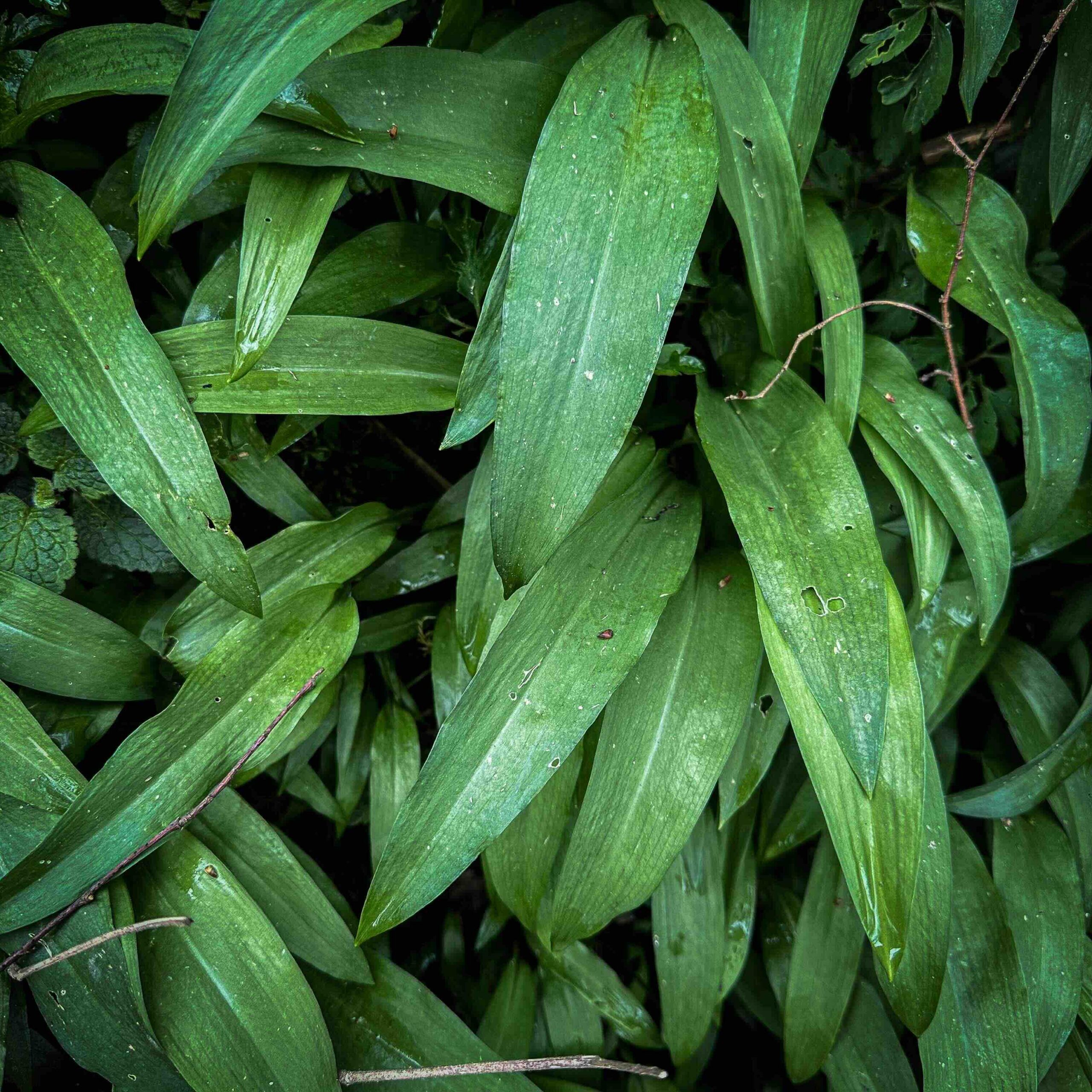 Ail des ours des alentours d'Avallon